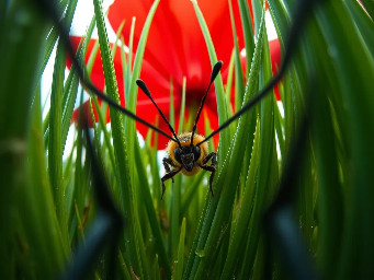 Extreme ground-level macro photography, 1st person POV. The camera is positioned at 2 inches height. Looking forward through two long, thin, black out-of-focus insect antennae that emerge from the bottom corners of the frame. In front of the camera, massive blades of grass tower like green skyscrapers. Huge, oversized red flower petals fill the upper background. Cinematic lighting, morning dew, 8k, photorealistic, sharp focus on the grass, extreme wide-angle lens. (NO BEE VISIBLE, ONLY ANTENNAE)