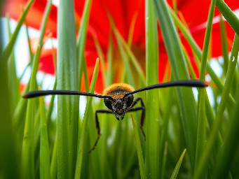 Extreme ground-level macro photography, 1st person POV. The camera is positioned at 2 inches height. Looking forward through two long, thin, black out-of-focus insect antennae that emerge from the bottom corners of the frame. In front of the camera, massive blades of grass tower like green skyscrapers. Huge, oversized red flower petals fill the upper background. Cinematic lighting, morning dew, 8k, photorealistic, sharp focus on the grass, extreme wide-angle lens. (NO BEE VISIBLE, ONLY ANTENNAE)
